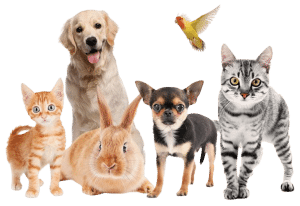 Un service de promenade d’animaux consiste à sortir et promener un animal (souvent un chien) à la place du propriétaire pendant une durée déterminée, par exemple 30 min ou 1 heure.
Objectif :
- permettre à l’animal de se dépenser et sortir
- aider le propriétaire s’il manque de temps ou est absent.