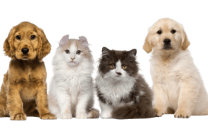 Un service de promenade d’animaux est un service où une personne promène l’animal d’un propriétaire lorsqu’il n’est pas disponible.